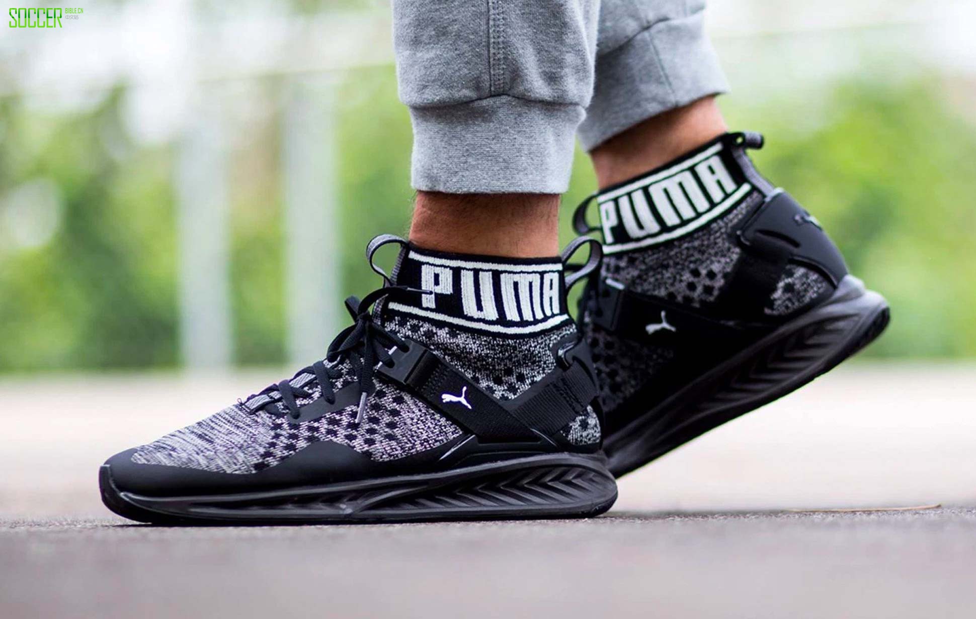 puma-collar